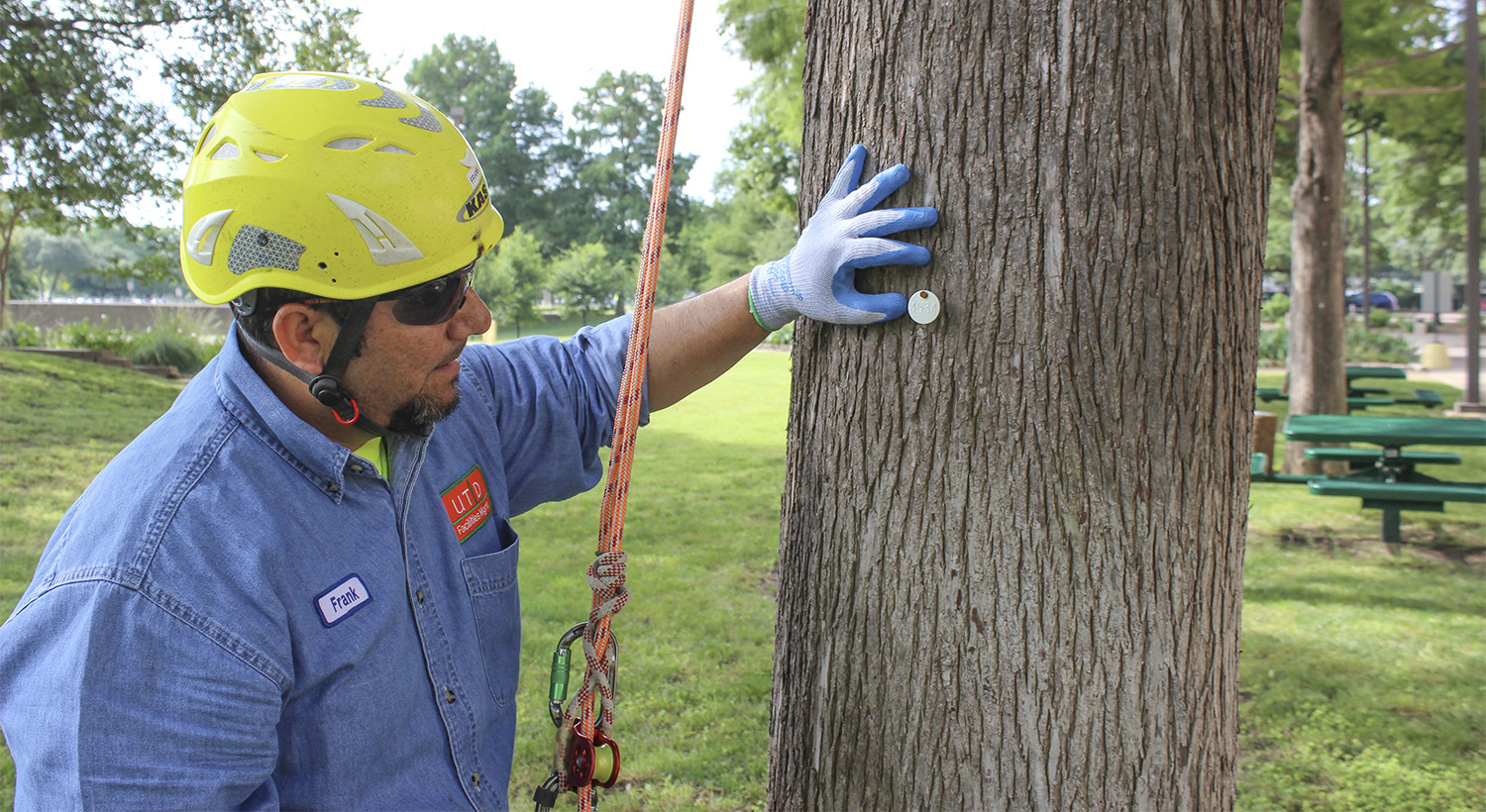 The tree tags, costing $7 each, assign each tree a specific GPS location and number. This way, Facilities Management can easily track which trees need maintenance. Marking the trees was the first part of a multi-step process to gain entry into Tree Campus USA, an organization that recognizes green campuses. Photo by Andrew Gallegos | Photo Editor.