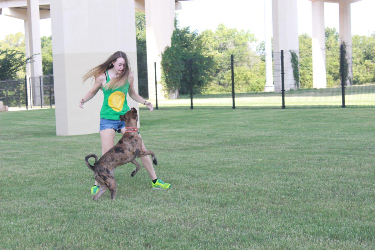 Who let the dogs out?