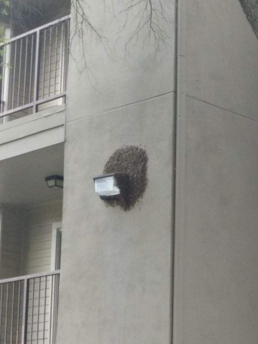 A swarm of bees surround a light on Building 4 as they find a home for their new queen bee on March 26. Photo courtesy of Oskari Pirhonen.