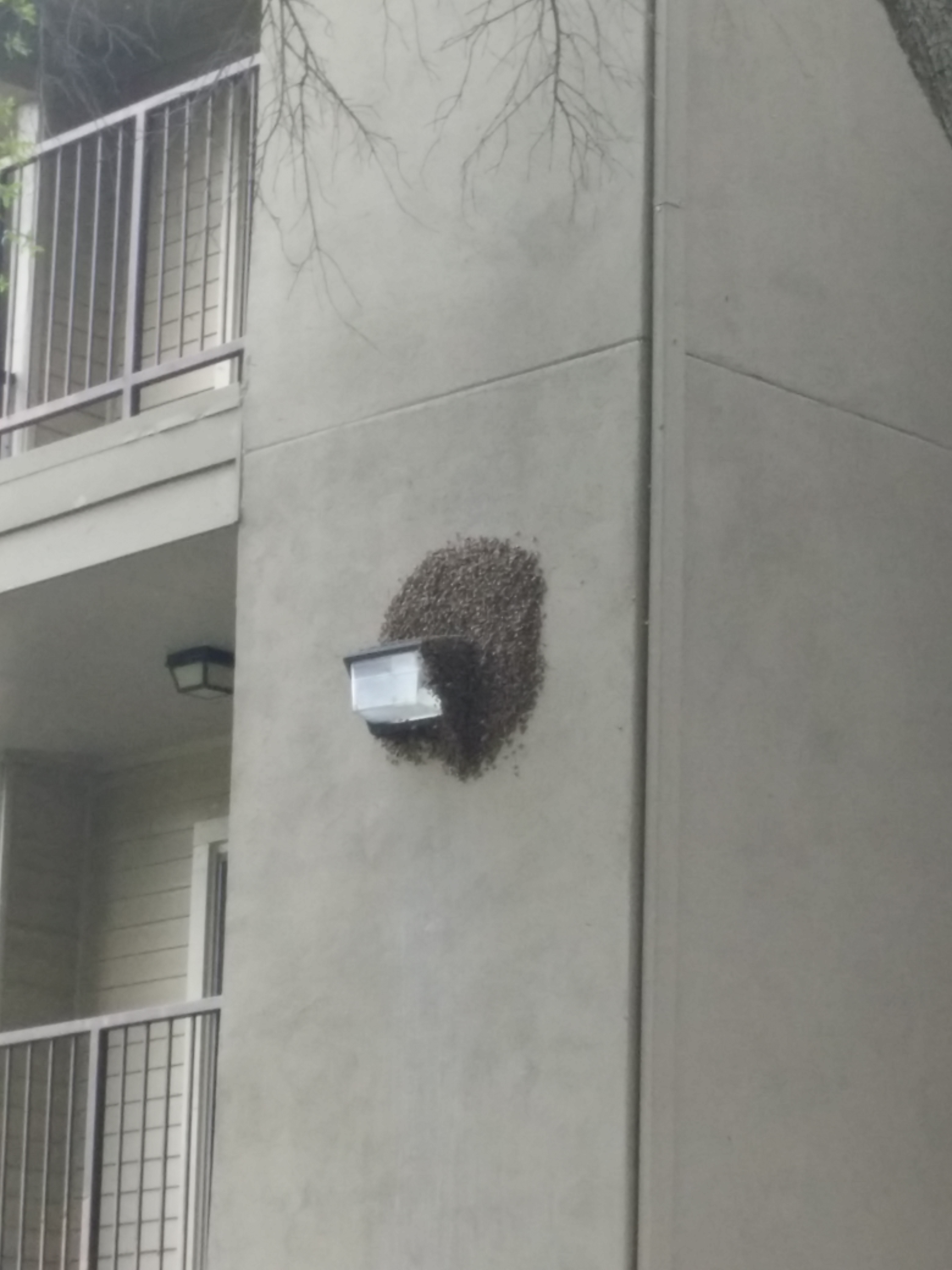 Bees cause buzz at on campus apartments