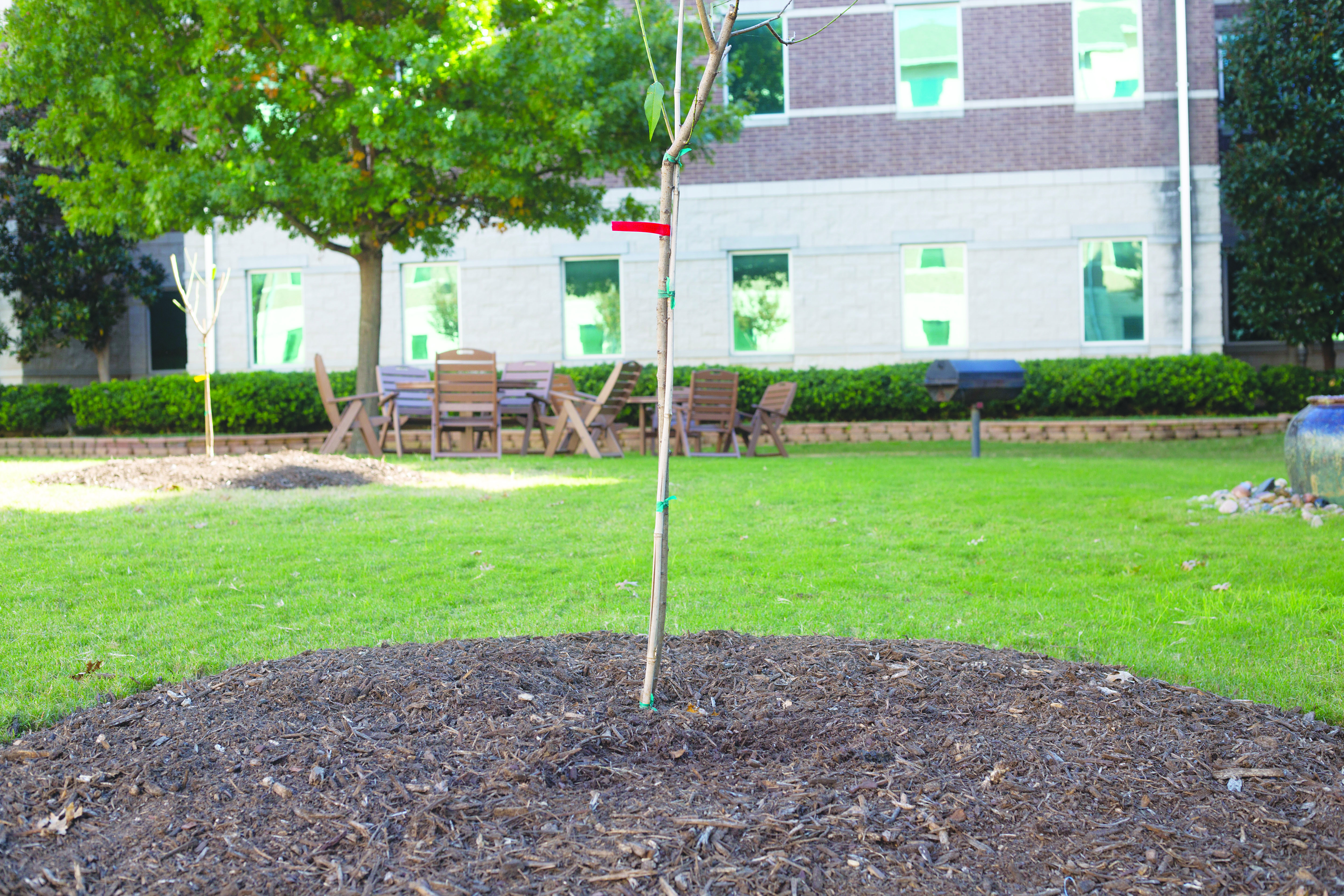 Residence hall courtyards to feature fruit trees, greenery