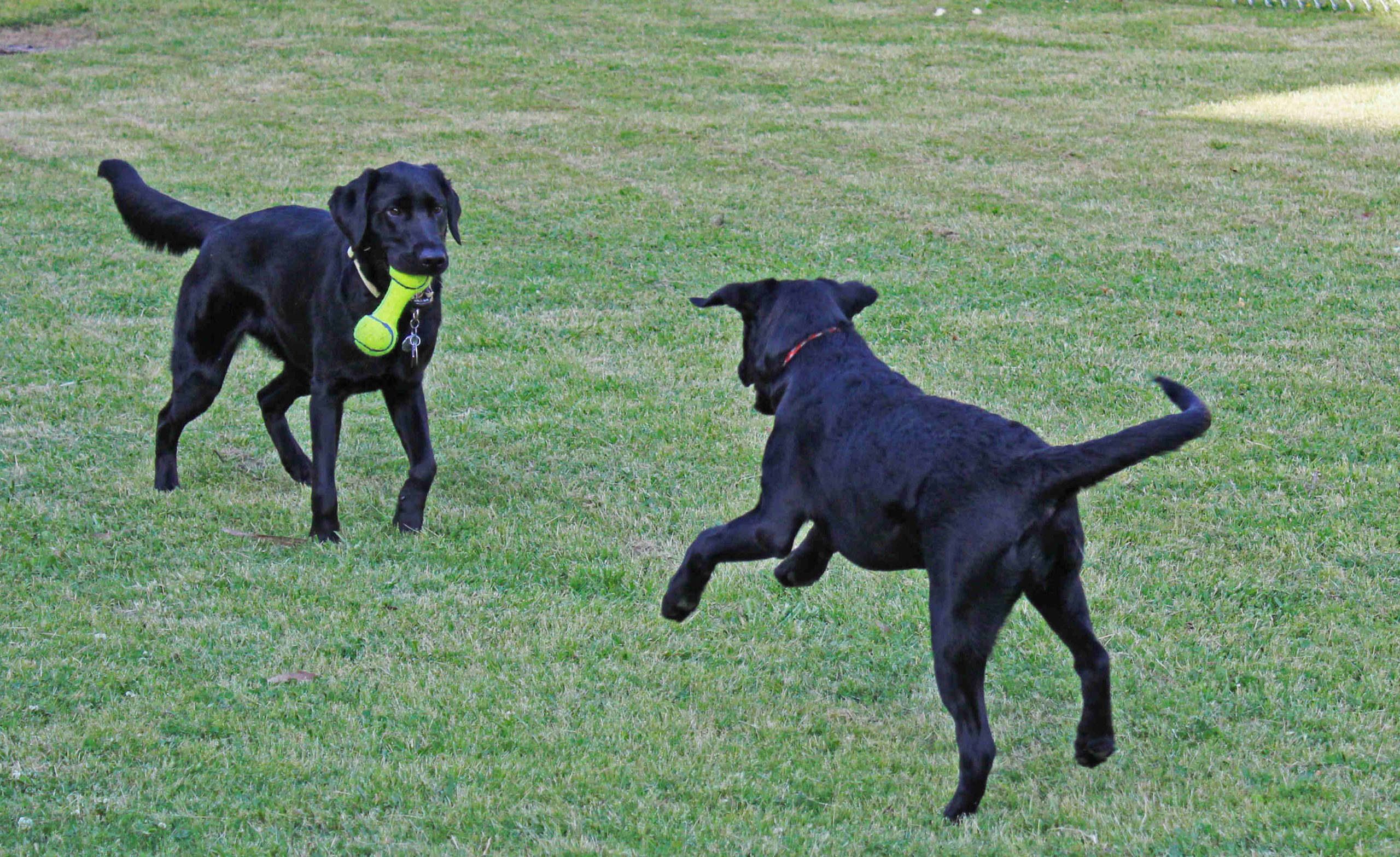 Can Service Dogs In Training Go Anywhere