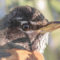 How to identify the American Robin