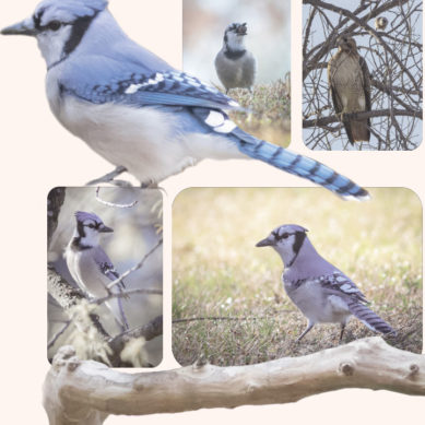 Blue jays come out of hiding for spring