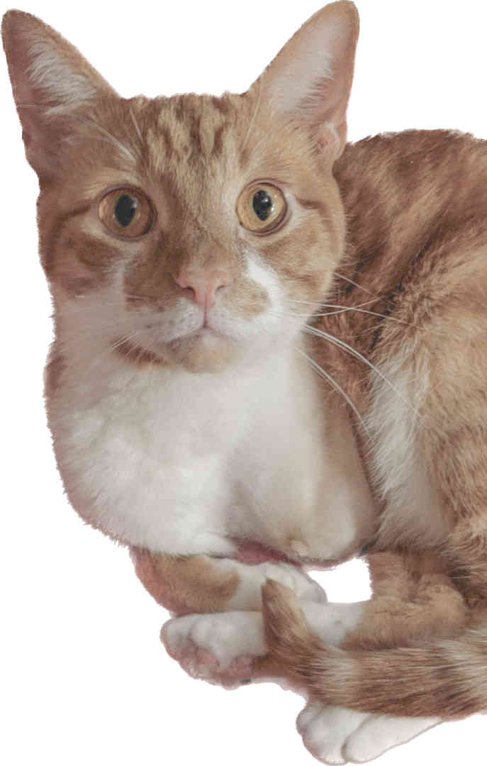 Mango is one of two cats that UTD student Shubhankar Kawle tortured. Mango survived Kawle's abuse but had to have his front leg amputated. The photo was taken right after Mango's surgery.