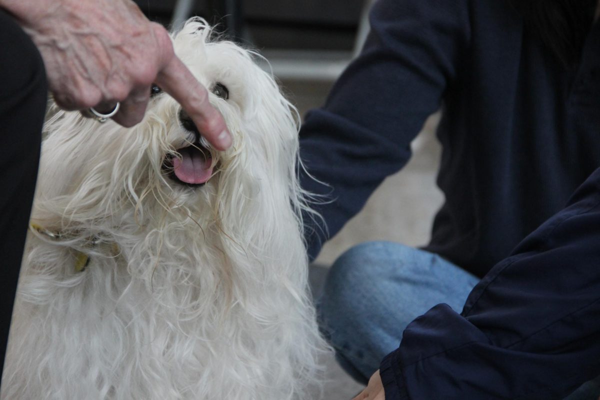 A therapy dog interacts with attendees during a campus stress relief event.